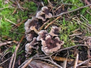 사마귀버섯 (Thelephora terrestris Ehrh.)
