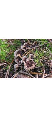 사마귀버섯 (Thelephora terrestris Ehrh.)