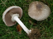 광비늘주름버섯(노란대주름버섯) (Agaricus moelleri Wasser > Agaricus praeclaresquamosus Freeman(노란대주름버섯)))