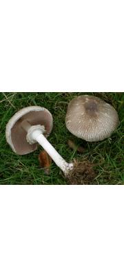 광비늘주름버섯(노란대주름버섯) (Agaricus moelleri Wasser > Agaricus praeclaresquamosus Freeman(노란대주름버섯)))