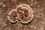 갈회색사마귀버섯 (Thelephora vialis Schw.)