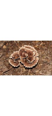 갈회색사마귀버섯 (Thelephora vialis Schw.)