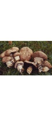 뿌리주름버섯 (Agaricus  lanipes (Møll. &amp; Schaeff.) Sing.)