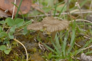 솔밭색시버섯 (Arrhenia rickenii (Hora) Watling  > Omphalina rickenii Sing. ex Hora(색시솔밭버섯))