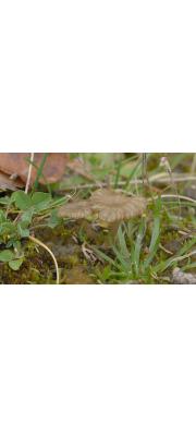 솔밭색시버섯 (Arrhenia rickenii (Hora) Watling  > Omphalina rickenii Sing. ex Hora(색시솔밭버섯))