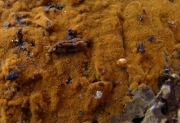 이끼융단버섯 (Tomentella bryophila (Pers.) Larsen > Tomentella pallidofulva (Peck) Litsch.)