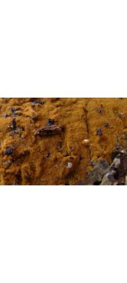 이끼융단버섯 (Tomentella bryophila (Pers.) Larsen > Tomentella pallidofulva (Peck) Litsch.)