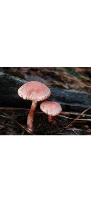 점박이끈적버섯 (Cortinarius violaceus (L.) Gray)