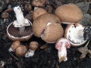 붉은끼주름버섯 (Agaricus langei (Møll. & Schaeff.) Maire(구 학명:﻿﻿Agaricus langei (Møll.) Møll.))