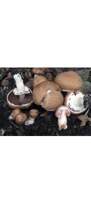 붉은끼주름버섯 (Agaricus langei (Møll. &amp; Schaeff.) Maire(구 학명:﻿﻿Agaricus langei (Møll.) Møll.))