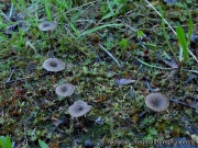 좀술잔색시버섯(좀술잔솔밭버섯) (Arrhenia rustica (Fr.) Redhead, Lutz., Monc. & Vilg.)