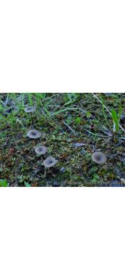 좀술잔색시버섯(좀술잔솔밭버섯) (Arrhenia rustica (Fr.) Redhead, Lutz., Monc. &amp; Vilg.)