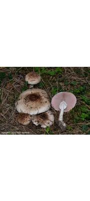 음란주름버섯 (Agaricus iimpudicus (Rea) M. Lge.(구 학명:﻿Agaricus variegans Møll.﻿﻿ ))