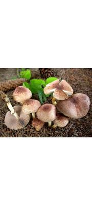 광양주름버섯(꼬마주름버섯) (Agaricus dulcidulus Schulz. (Agaricus. purpurellus (Møller) Møller))