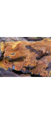 실융단버섯(실융모버섯) (Tomentella fibrosa (Berk. &amp; Curt.) Kölj. > Tomentellina fibrosa (B. &amp; C.) Larsen)