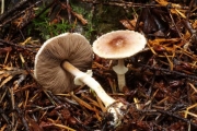 꼬마주름버섯 (Agaricus diminutivus Peck)