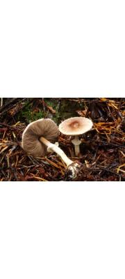 꼬마주름버섯 (Agaricus diminutivus Peck)