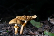 노란턱돌버섯 (Descolea flavoannulata (L. Vass.) E. Horak)