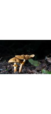 노란턱돌버섯 (Descolea flavoannulata (L. Vass.) E. Horak)