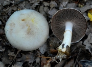 볼록주름버섯 (Agaricus comtulus Fr.)