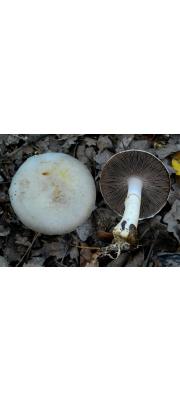 볼록주름버섯 (Agaricus comtulus Fr.)
