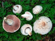 주름버섯 (Agaricus campestris L.)
