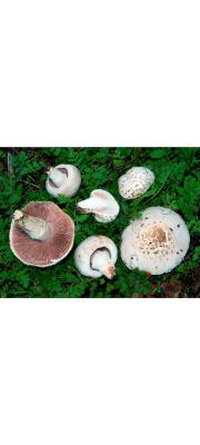 주름버섯 (Agaricus campestris L.)