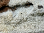 갈색짧은털버섯 (Brevicellicium olivascens (Bres.) Lars. & Hjortst. 갈색짧은털버섯)