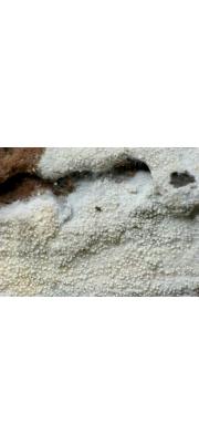 갈색짧은털버섯 (Brevicellicium olivascens (Bres.) Lars. &amp; Hjortst. 갈색짧은털버섯)