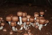 신령주름버섯(상픔명:아가리쿠스) (Agaricus blazei Murr.)