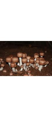 신령주름버섯(상픔명:아가리쿠스) (Agaricus blazei Murr.)