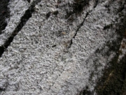분미세고약버섯 (Trechispora farinacea (Pers.) Liberta)