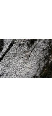 분미세고약버섯 (Trechispora farinacea (Pers.) Liberta)