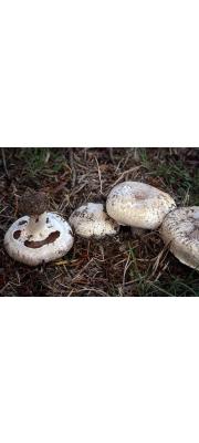 양송이(양송이아재비, 백색양송이) (Agaricus bisporus (J. Lange.) Imbach  > Agaricus bisporus var. bisporus(양송이아재비) > Agaricus bisporus var. albidus(백색양송이))