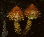 흰반독청버섯 (Hemistropharia albocrenulata (Pk) Jacobsson & E. Larss)