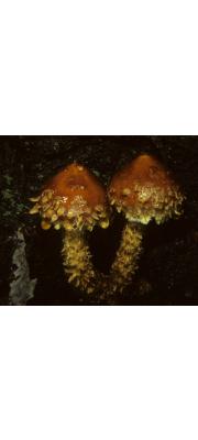 흰반독청버섯 (Hemistropharia albocrenulata (Pk) Jacobsson &amp; E. Larss)