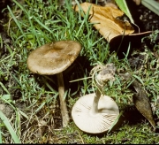 검은물결배꼽버섯 (Melanoleuca arcuata (Bull.) Sing.)