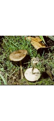 검은물결배꼽버섯 (Melanoleuca arcuata (Bull.) Sing.)