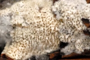 연질미세고약버섯 (Trechispora mollusca (Pers.) Liberta)