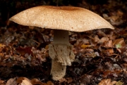 실비듬주름버섯 (Agaricus augustus Fr)