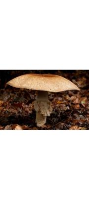실비듬주름버섯 (Agaricus augustus Fr)