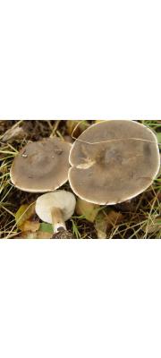 십자배꼽버섯 (Melanoleuca decembris Métrod ex Bon)