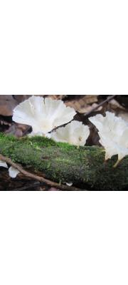 흰비늘고약버섯(째진흰컵버섯) (Cotylidia diaphana (Schw.) Lentz > Stereum diaphanum (Schw.) Cke.)
