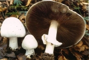 흰주름버섯(황갈색흰주름버섯) (Agaricus arvensis Schaeff. > Agaricus arvensis var. fulvus (Kawam.) S. Ito.(황갈색주름버섯))