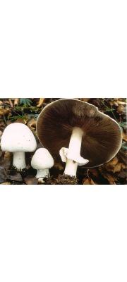 흰주름버섯(황갈색흰주름버섯) (Agaricus arvensis Schaeff. > Agaricus arvensis var. fulvus (Kawam.) S. Ito.(황갈색주름버섯))