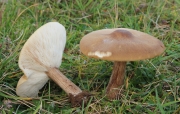 흑갈색배꼽버섯 (Melanoleuca grammopodia (Bull.) Murr.)