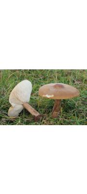 흑갈색배꼽버섯 (Melanoleuca grammopodia (Bull.) Murr.)