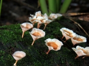 비늘고약버섯(파상비늘고약버섯) (Cotylidia undulata (Fr.) P. Karst.)