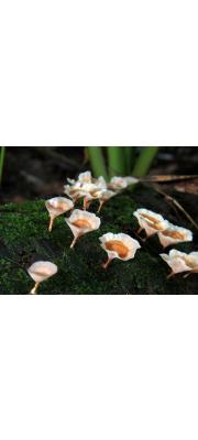 비늘고약버섯(파상비늘고약버섯) (Cotylidia undulata (Fr.) P. Karst.)