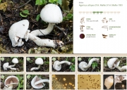 솜털흰주름버섯 (Agaricus altipes (F. H. Møll.) F. H. Møll.(구 학명1:Agaricus aestivalis (Møll.) Pil.))